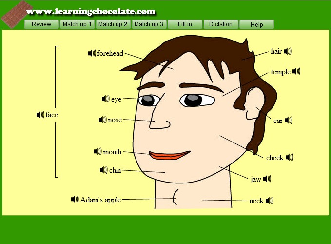 Parts of the Head Vocabulary | English-Guide.org