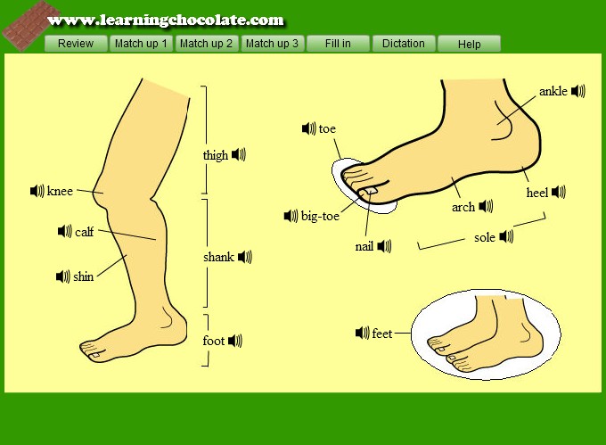 Foot по английски. Стопа ноги анатомия. Нога описание частей. Calf часть тела. Feet на английском.