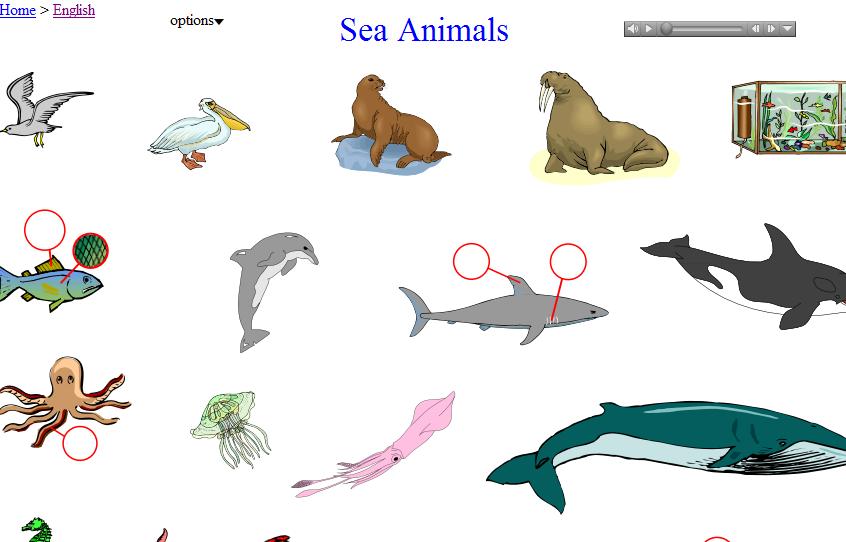 Sea Animals Vocabulary | English-Guide.org